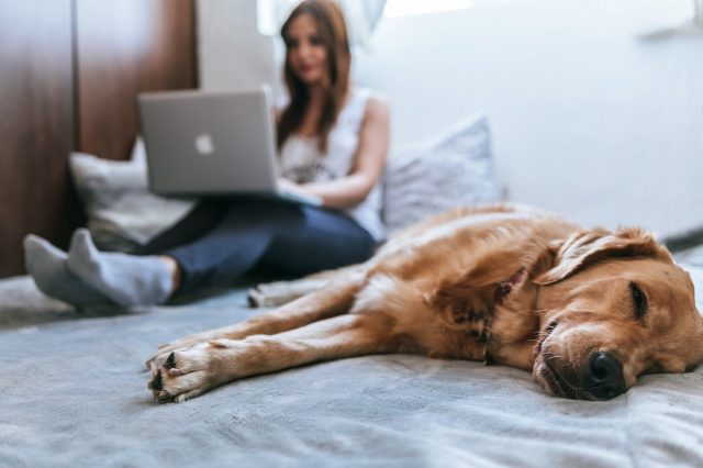 テレワークをしてる飼い主と犬