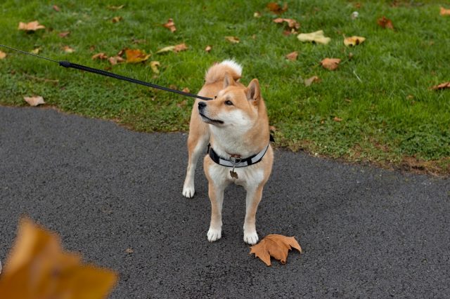 散歩する柴犬