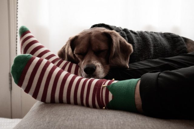 飼い主に甘える犬