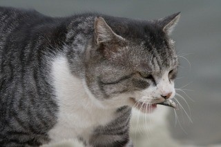 煮干しをくわえた野良猫