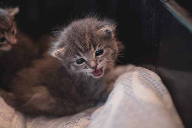 鳴き声を上げる仔猫