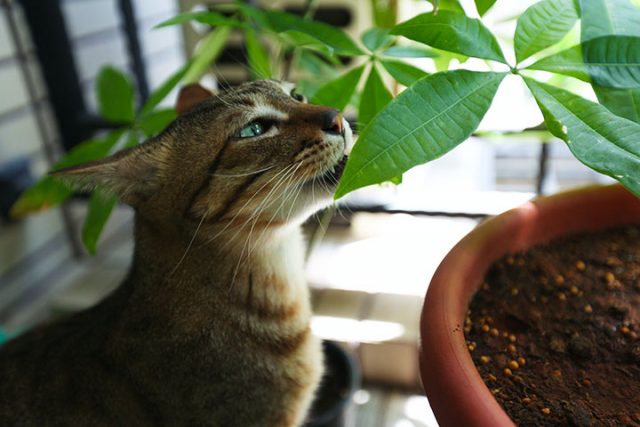 パキラに興味がある猫