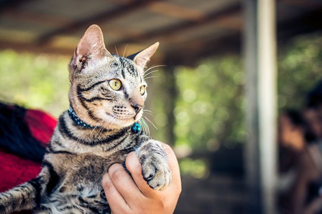 抱っこされるアメショ猫