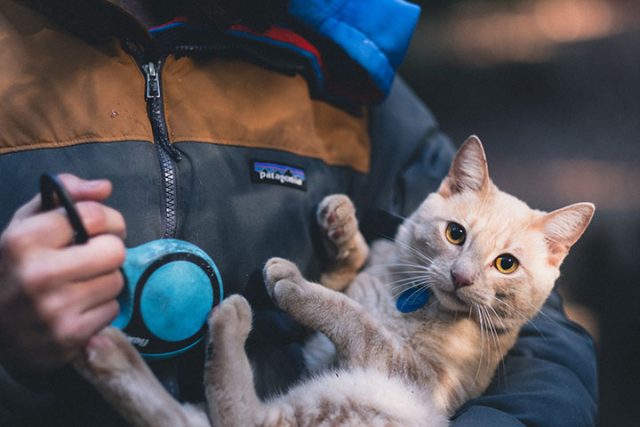 飼い主とキャンプする猫