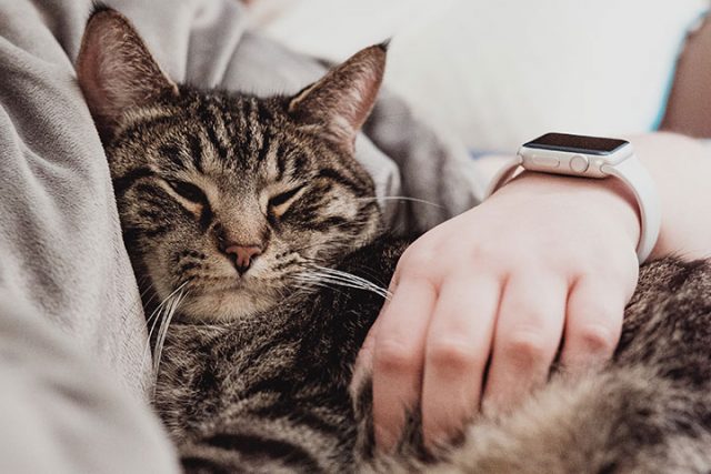 飼い主の腕の中で寝る猫