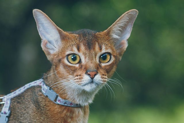 リードと首輪をつけた猫