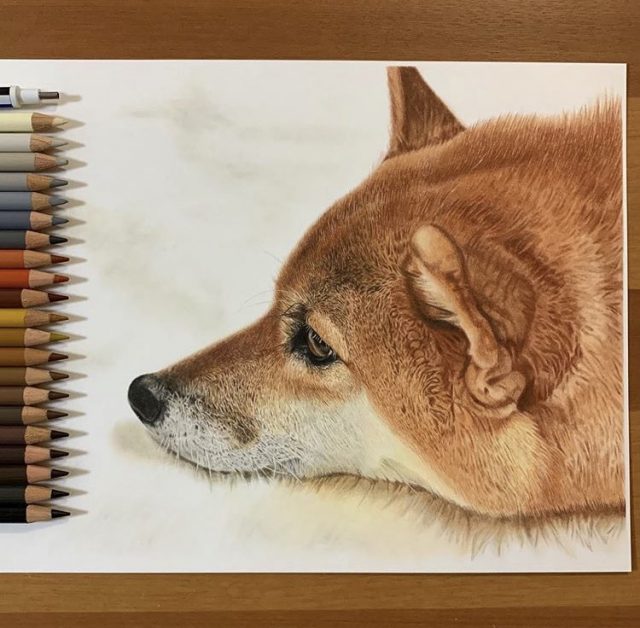 え、本物じゃないの!?柴犬の寝姿が話題になったリアル色鉛筆アート｜@DIME アットダイム