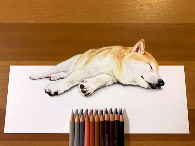 え、本物じゃないの!?柴犬の寝姿が話題になったリアル色鉛筆アート｜@DIME アットダイム