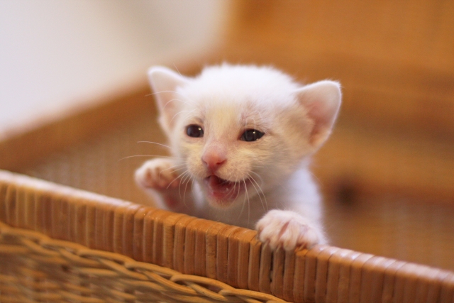 かごに入った白い仔猫