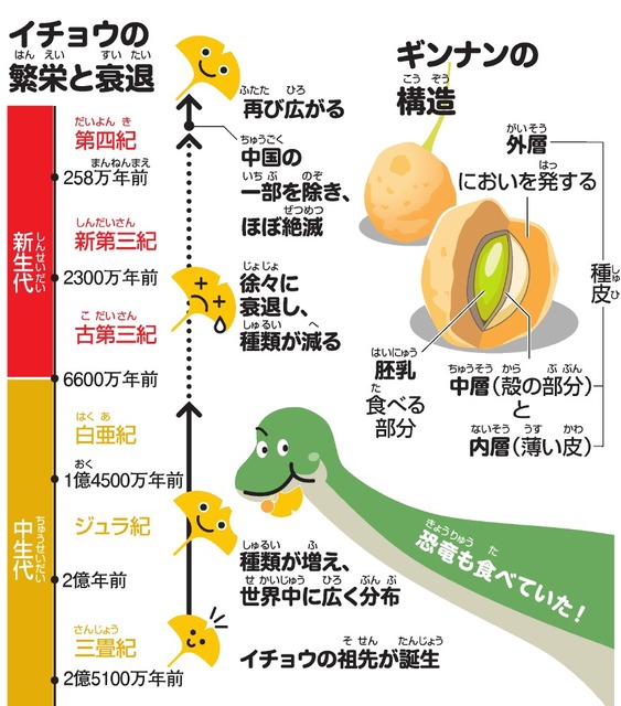 イチョウの歴史と銀杏の種子の構造