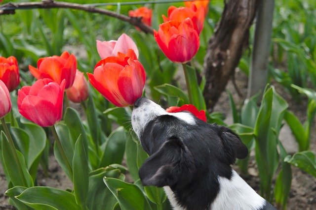 チューリップと大型犬