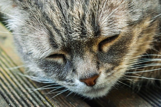 具合が悪そうな猫