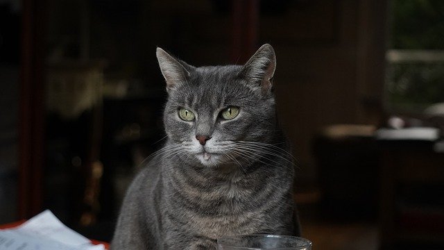 水を飲む猫