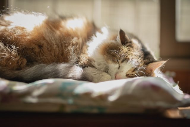 日向ぼっこしている長毛猫