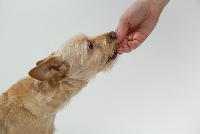 犬にジャガイモをあげる様子