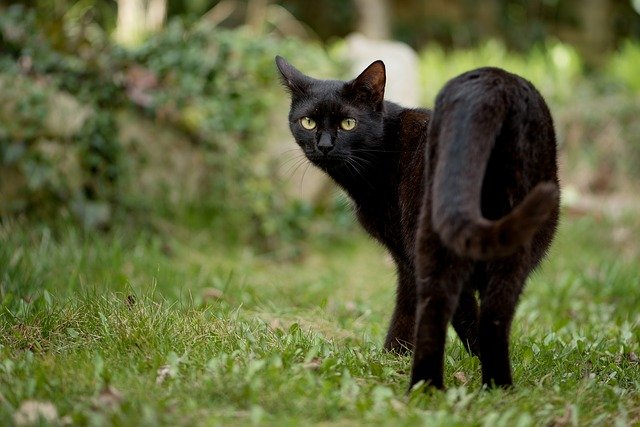 振り向く黒猫