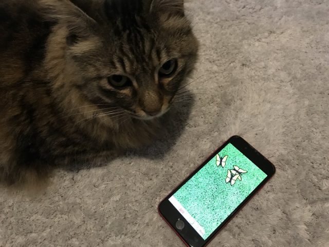 猫じゃらしアプリで遊ぶ猫１１