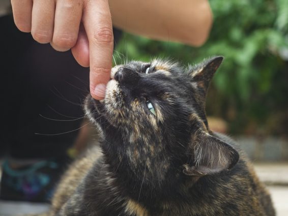 指を吸うサビ猫