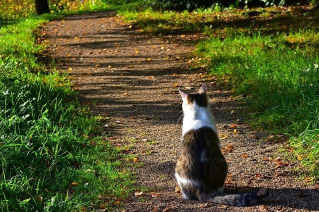 道に佇む脱走猫