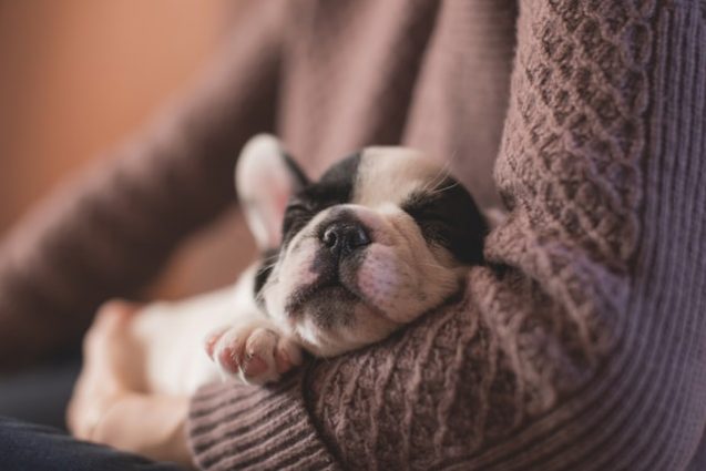 抱っこされている仔犬