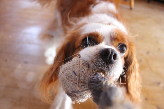 おもちゃを離さない犬