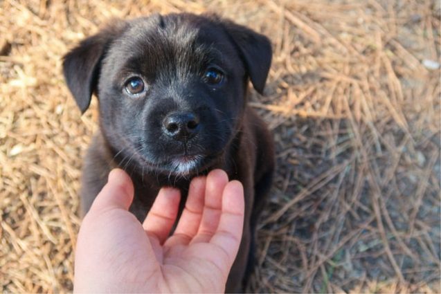 黒い仔犬に差し出された手