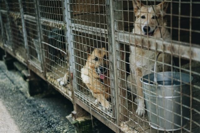 狭い檻の中の大型犬