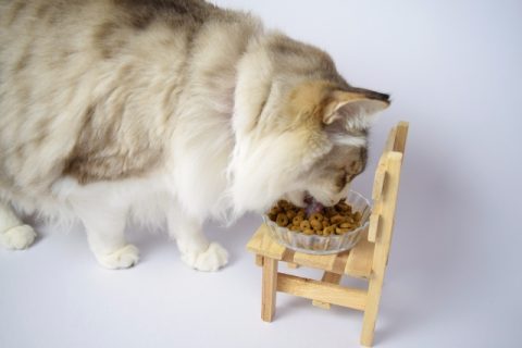 ご飯を食べている長毛猫