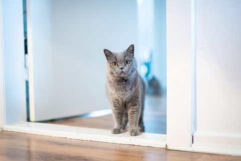 部屋に起こしに来るブリティッシュショートヘアー