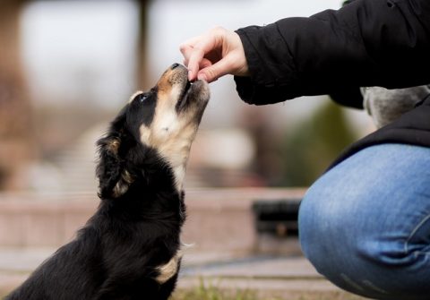 おやつをもらう犬