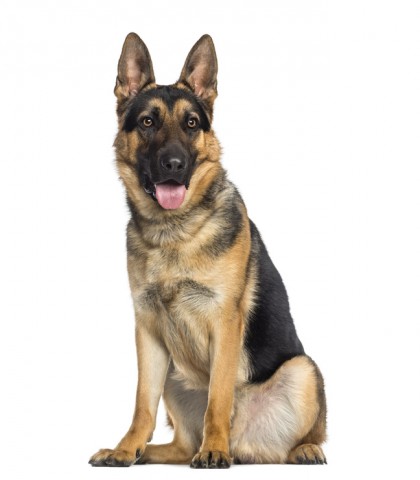 german shepherd