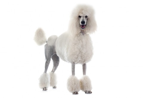 Poodle-01