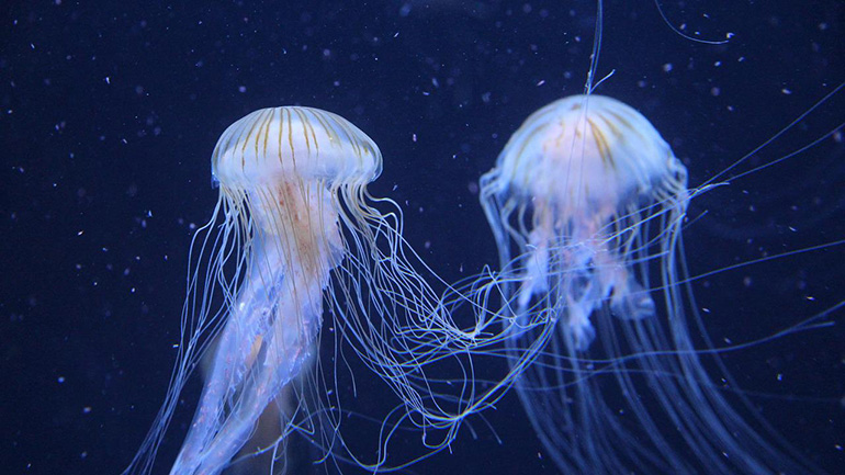 水族館のクラゲ