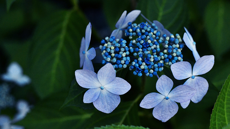 紫陽花の不思議6