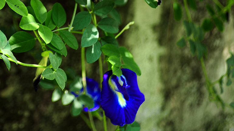 バタフライピーの花