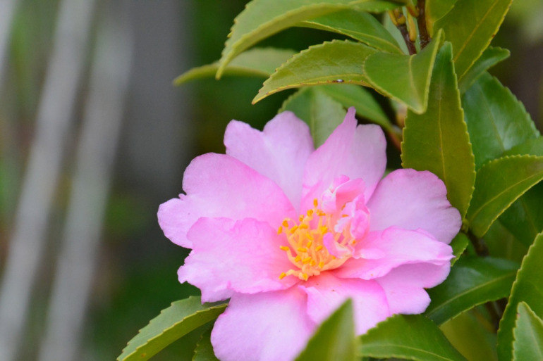 ピンクの山茶花