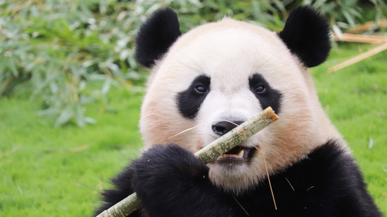 餌を食べるパンダ