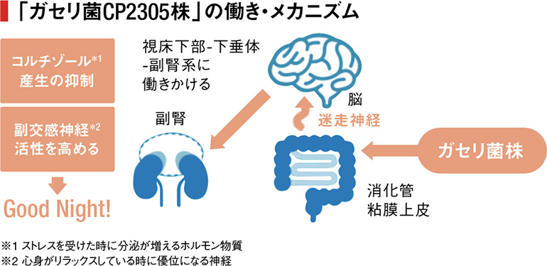 ガセリ菌CP2305株