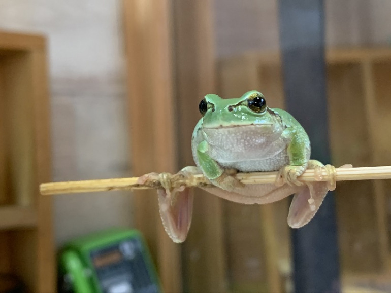 カエル 寿命 ペット