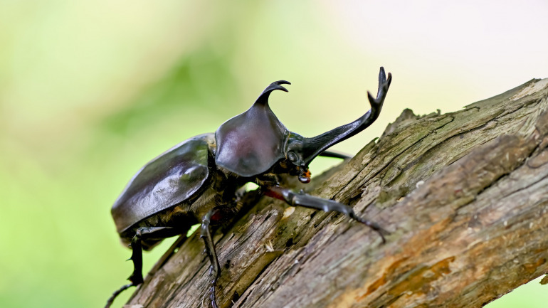 カブトムシ