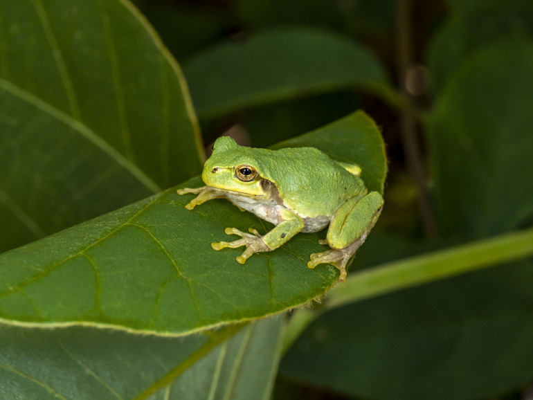 知っているようで知らない!?「蛙の子は蛙」の正しい意味と言葉の由来  