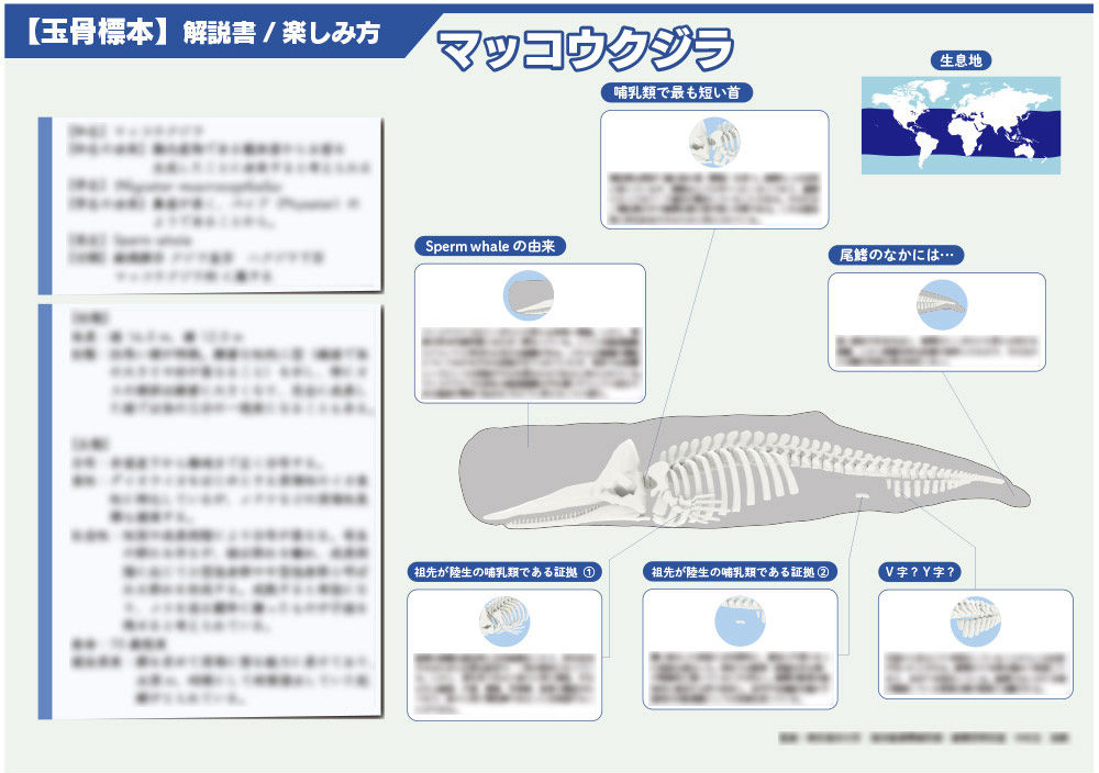 博物館や研究者が絶賛するよしもとアートファクトリーの超リアルな海洋生物標本「玉骨標本 マッコウクジラ」｜@DIME アットダイム