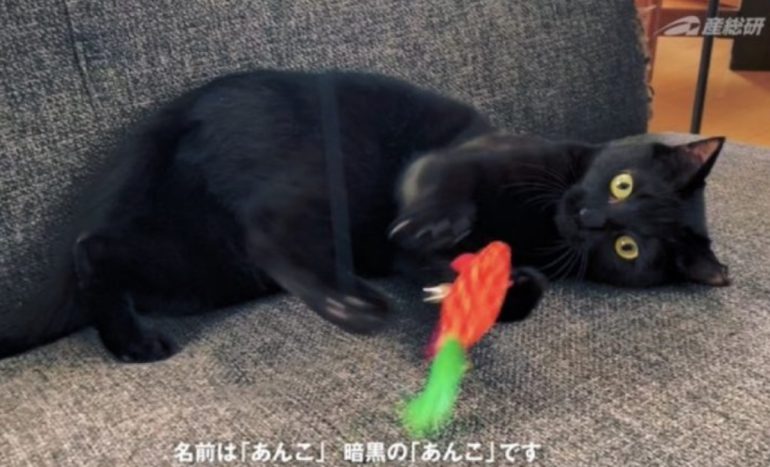 光を99.98％吸収する〝世界一の暗黒〟を開発した研究者は黒猫にも魅了