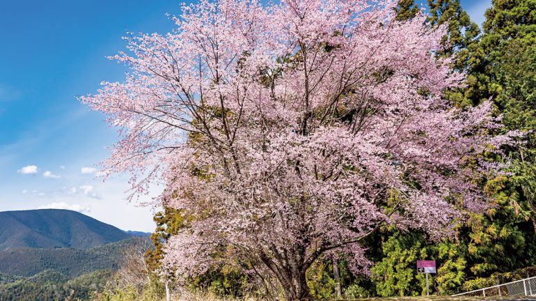 全国で100種類以上も！なぜ新種の桜が続々と発見されているのか｜@DIME
