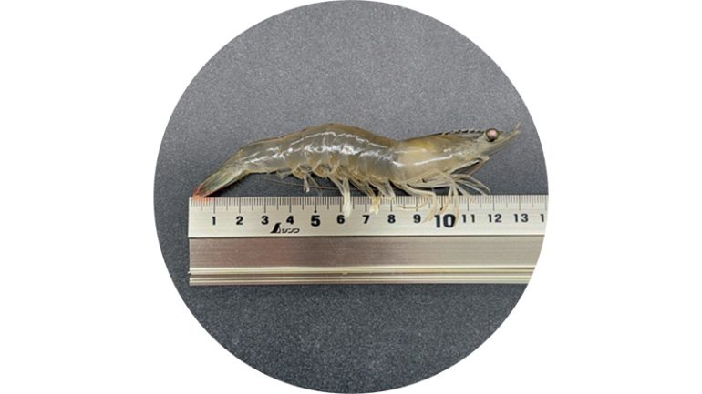 ウロール