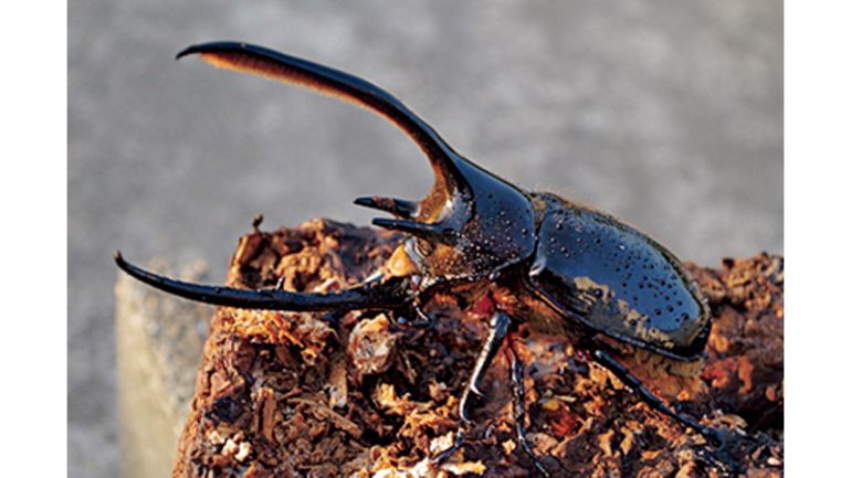 廃棄物を食べるカブトムシ