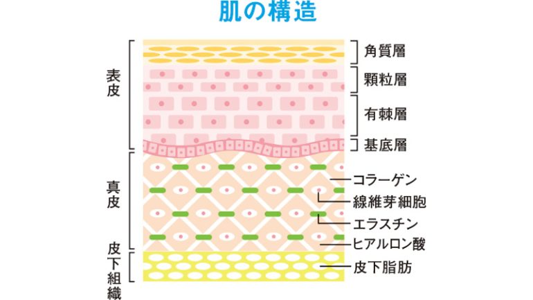 肌の構造