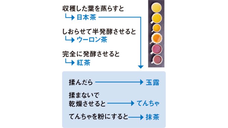 今月の取材で深めた京都が発祥と言われるお茶の主な分類