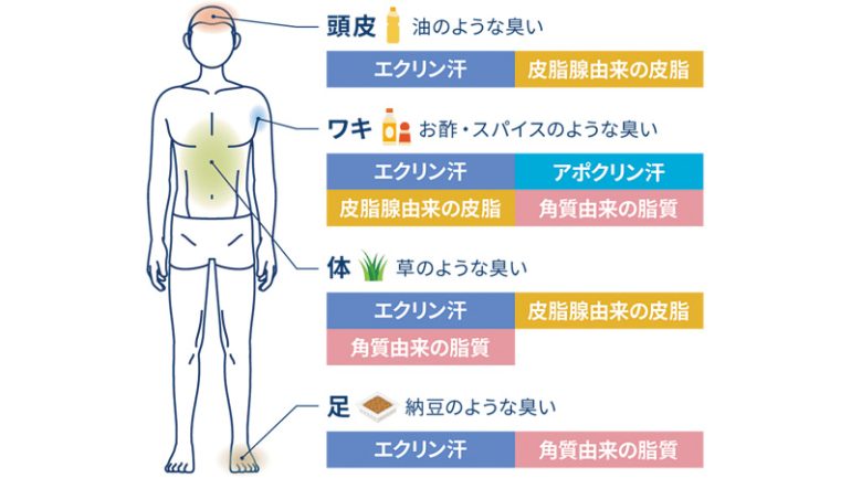 汗とにおいの調査と実態