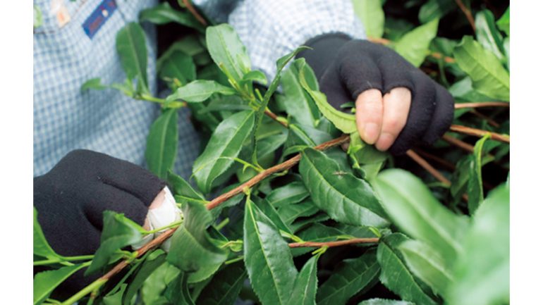 丸利吉田銘茶園